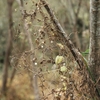 小網代の森