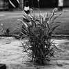 草