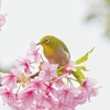 江ノ島鳥撮影　メジロ