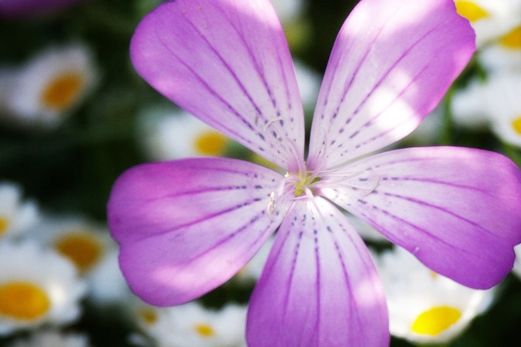 花