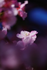 桜①