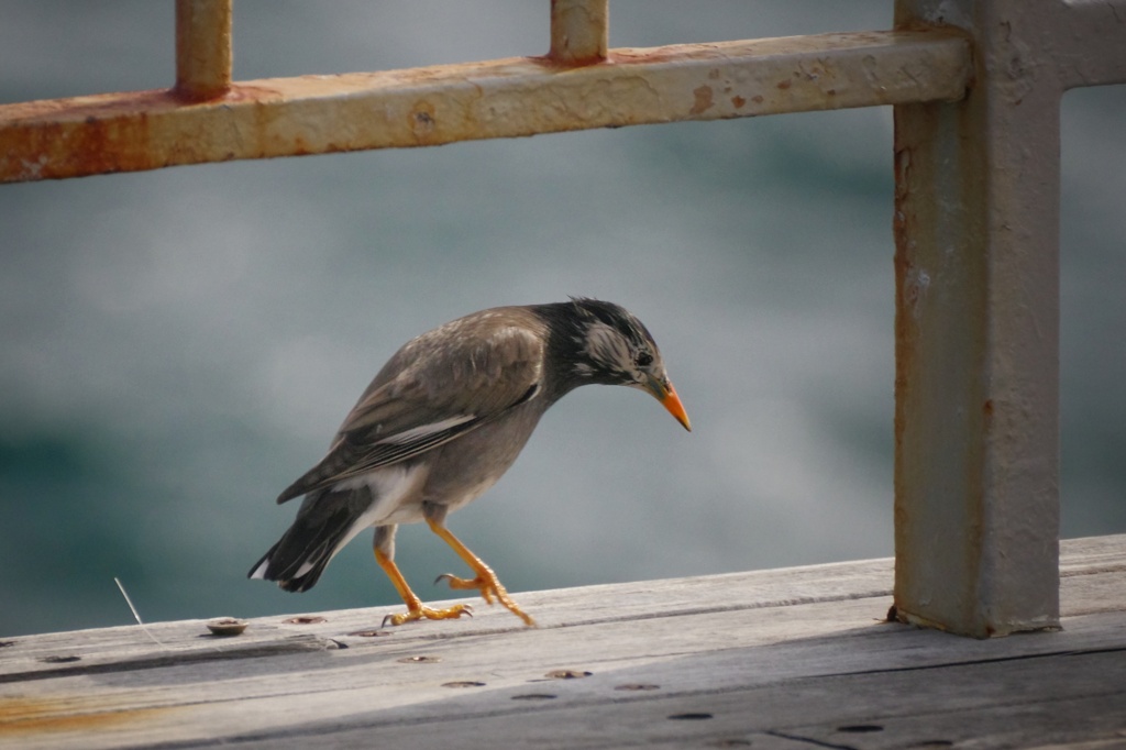 江ノ島鳥撮影　ムクドリ