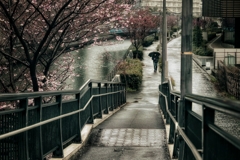 雨