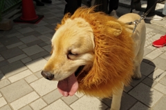 百獣の王