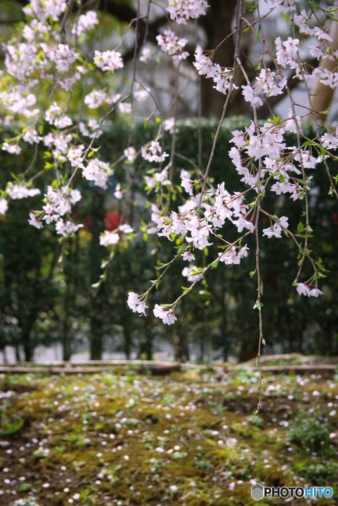 垂れ桜