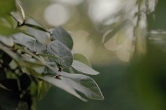 植物は気持ち良いですね