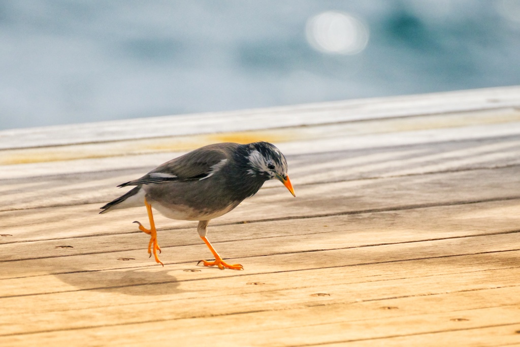 江ノ島鳥撮影　ムクドリ