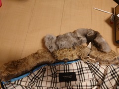 純正品とのラビットファー比較