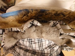 純正品との違い比較　首回り装着時