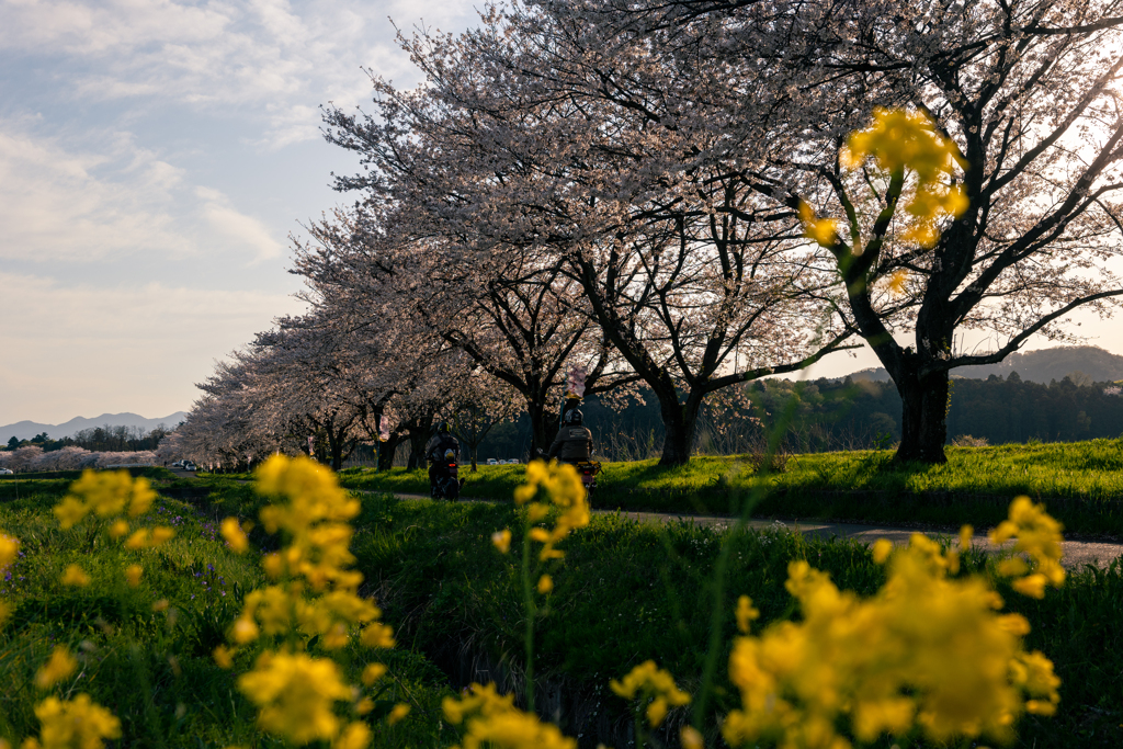 桜並木をツーリング❗️