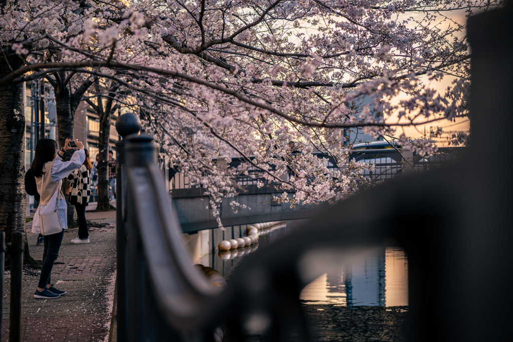 桜を撮影する女性