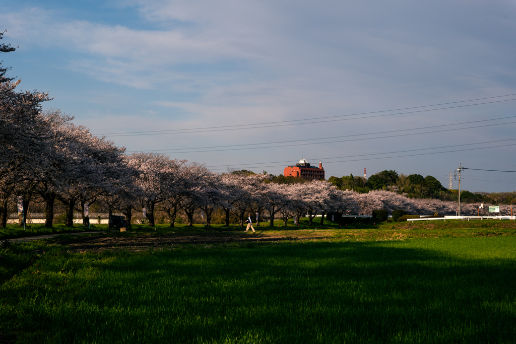 桜並木はどこまでも