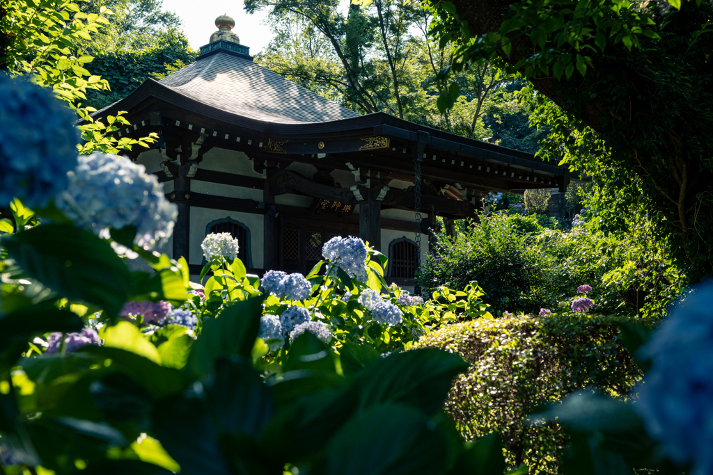 妙楽寺紫陽花