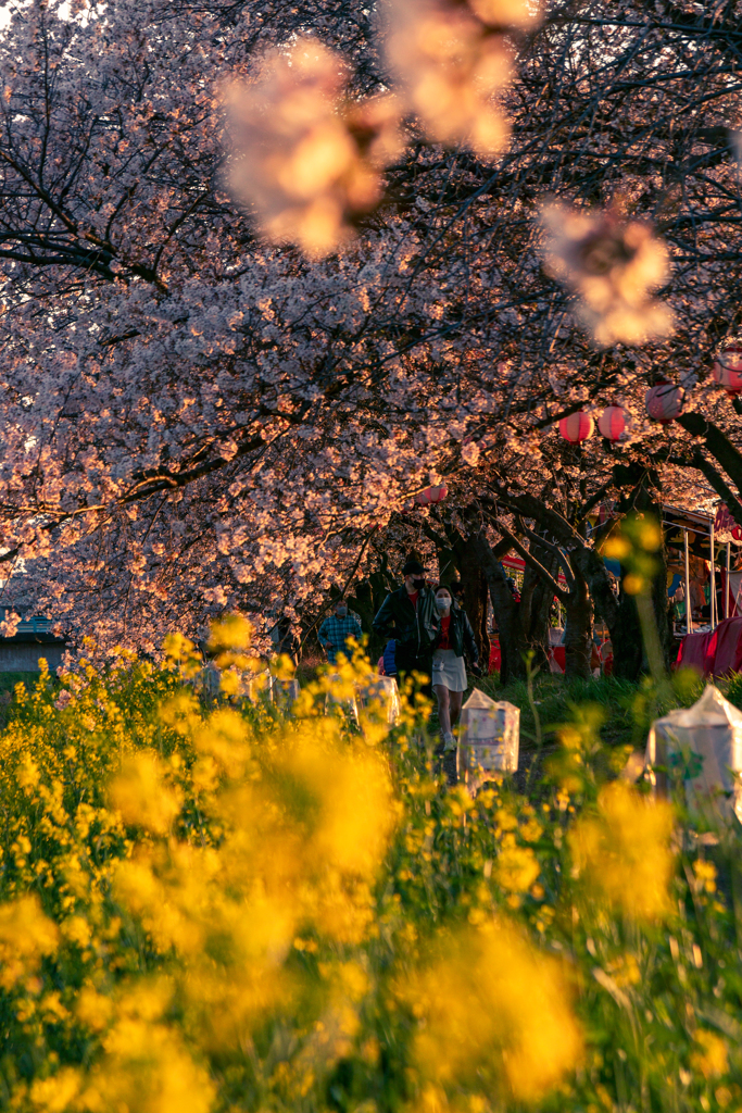 桜と菜の花のみち