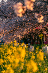 桜と菜の花のみち