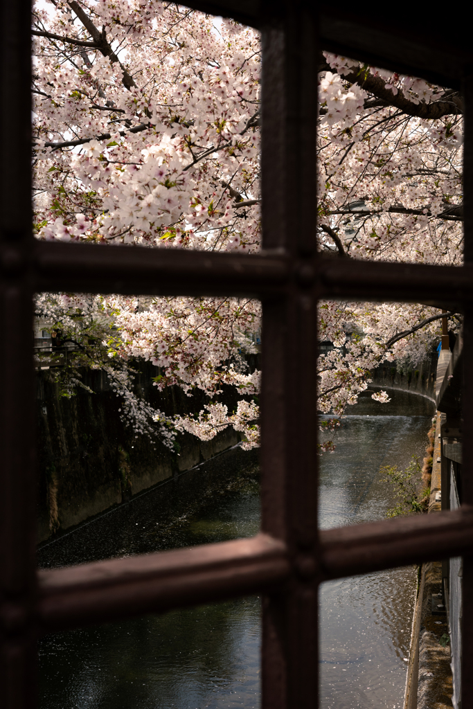 あの日、垣間見た桜