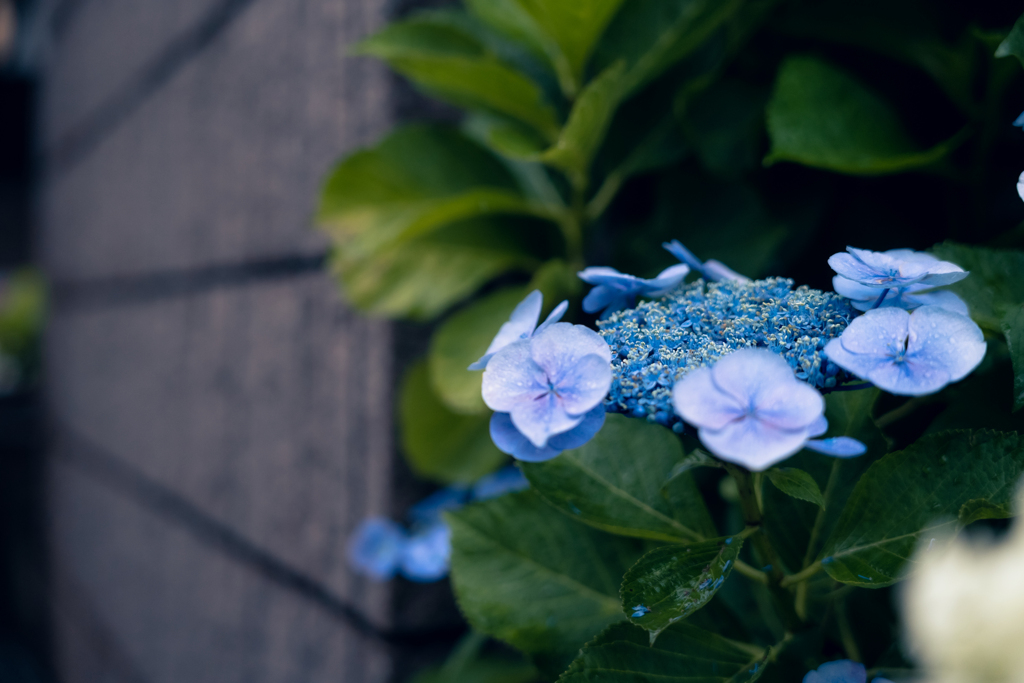 日常に咲く花