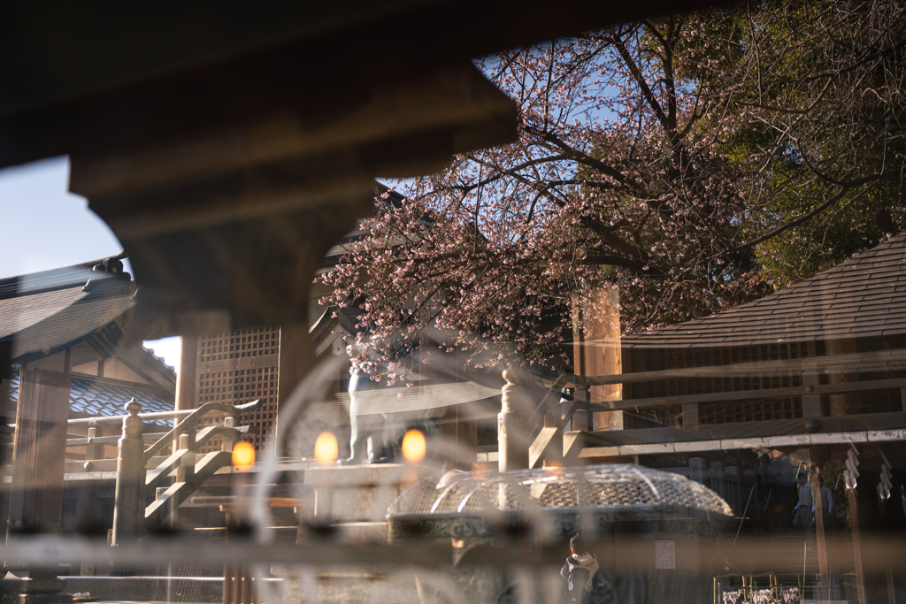 桜を照らす・・・