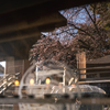 桜を照らす・・・