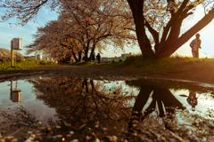 黒目川桜並木