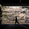 日常にある桜並木