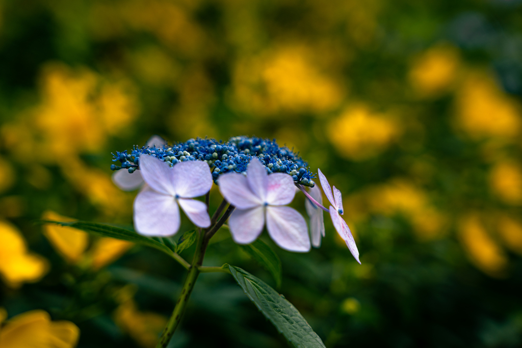 紫陽花スケッチ