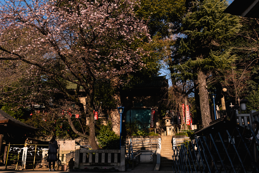 大きな桜の木の下で・・・