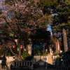 大きな桜の木の下で・・・