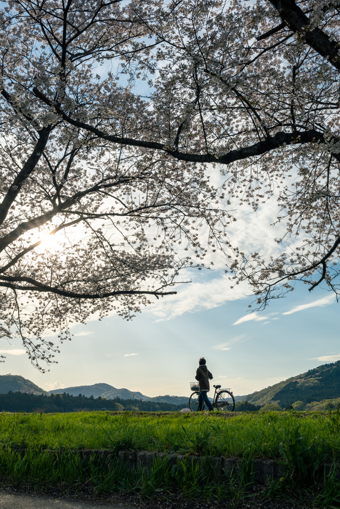 桜咲く散歩道