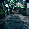 雨降る参道