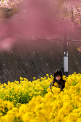 河津桜と菜の花と