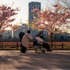 今年も綺麗な桜が咲いたね・・・