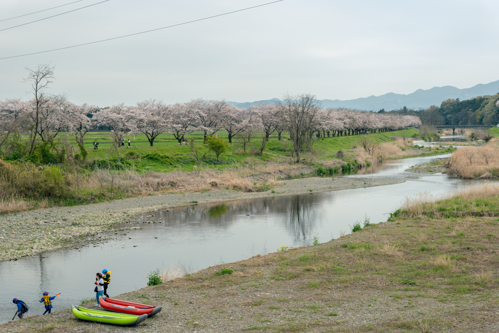 都幾川桜堤にて