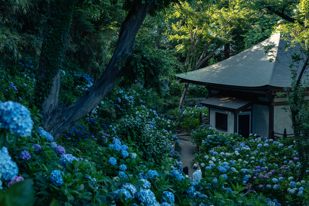 あじさい寺庭園