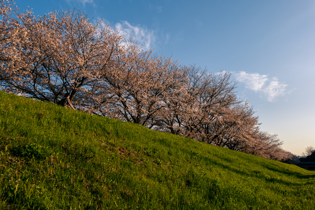 桜と青空を見上げて