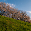 桜と青空を見上げて