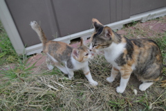 野良猫