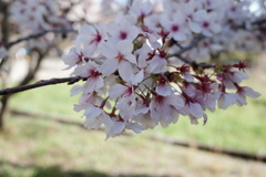庭の桜