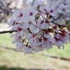 庭の桜