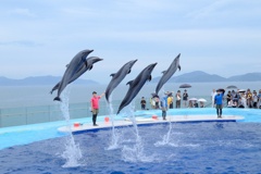 四国水族館　イルカ