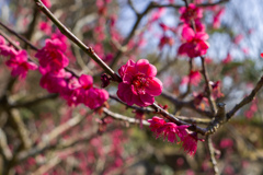 梅の花