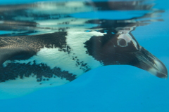 四国水族館　ペンギン