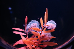 四国水族館　クラゲ