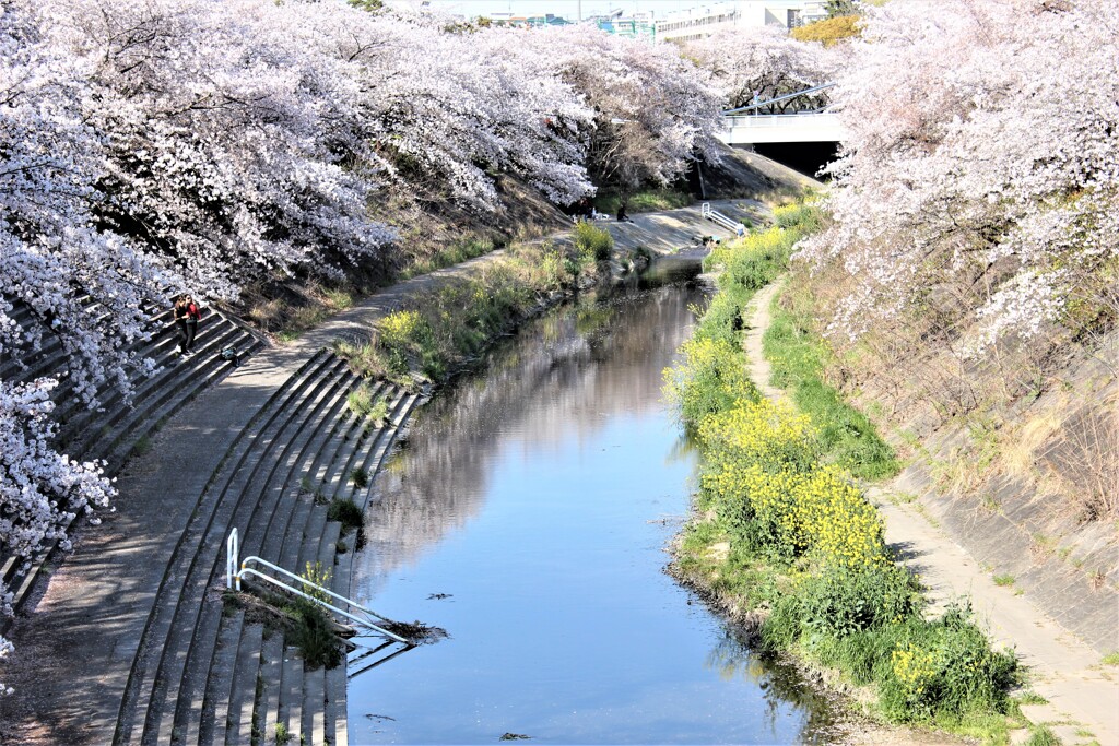 山崎川の春
