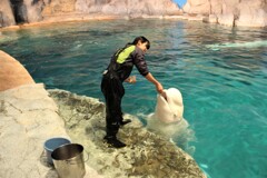 水族館ガール