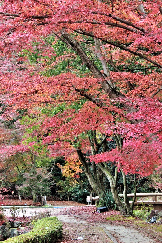 楓咲く