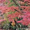 楓咲く