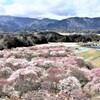 桃の花