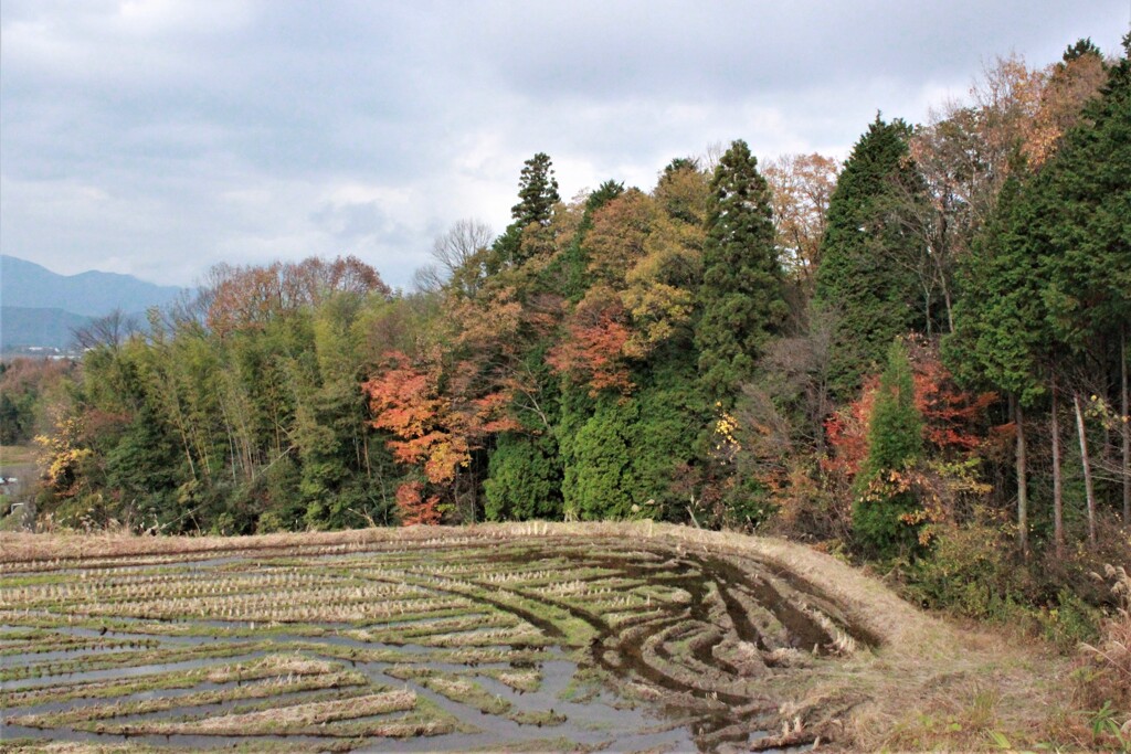 田んぼ