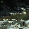 清流釣り